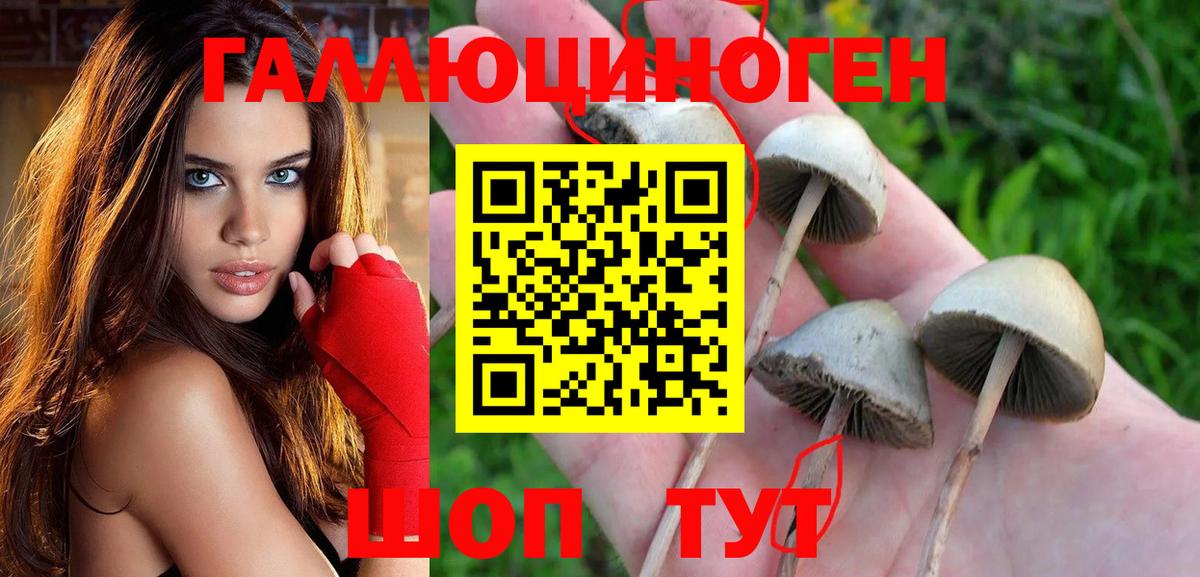Псилоцибиновые грибы GOLDEN TEACHER  Вход с VPN  Ачхой-Мартан  Галлюциногенные грибы Cubensis 